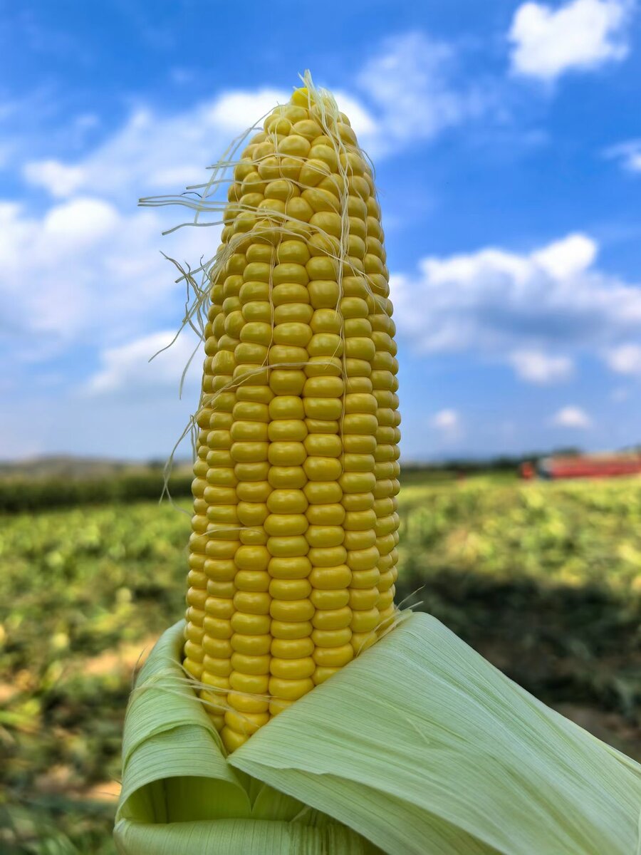 Corn